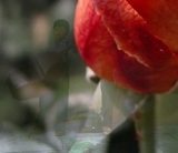 BlendWithMask